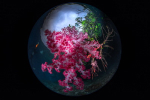 Soft coral on mangrove root by Wayne Jones 